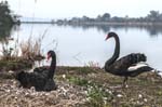 Black Swans & Chick, National Kandawgyi Gardens