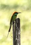 Green Bee-eater, Shan Kalay Kyun