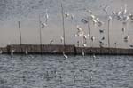 Great & Intermediate Egrets & Adult non-breeding Black Stilts Taungthaman Lake