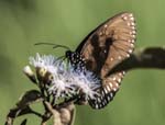 Crow Butterfly