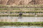 Black-winged Stilts (With single Glossy Ibis!)