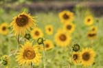 Sunflowers Tan Taung