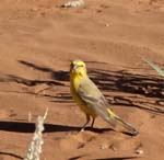 Yellow Canary (Male)
