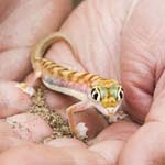Namib Sand Gecko
