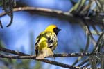 Southern Masked Weaver (Male)