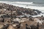 Cape Cross Seal Colony