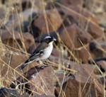 Whitebrowed Sparrow-weaver