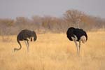 Female & Male Ostrich