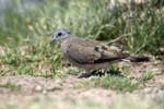Female Emerald-spotted Wood-dove