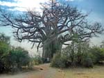 Giant Baobab (1,500+ years old) (Image courtesy of Caroline Egglestone)
