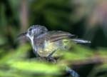 Female Juvenile Fire-tailed Sunbird