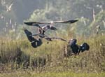 Asian Openbill & Black Ibis