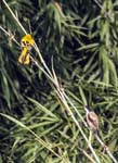 Black-hooded Oriole & Long-tailed Shrike (Lanius schach tricolour var.)