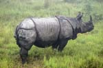 One-horned Rhinoceros