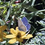 Blue Butterfly Cimiez Monastery Garden Nice