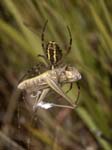 Orb-web Spider & Grasshopper (part of!) Sospel