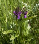Early Marsh Orchid Horsey