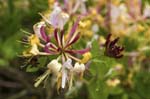Honeysuckle Hickling Broad