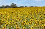 Sunflowers Walsingham