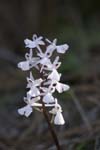 Orchis anatolica (White var.)