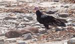 Turkey Vulture (& Dead Seal)