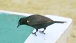 Adult Male Yellow-winged Blackbird