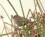 Juvenile Plumbeous Sierra-Finch