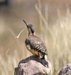 Andean Flicker Taquile