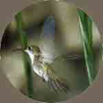 Green & White Hummingbird