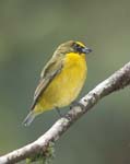 Immature Male Thick-billed Euphonia