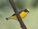 Male Thick-billed Euphonia (hypoxantha)