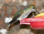 Female Booted Racket-tail