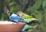 Male & Female Silver-backed Tanager