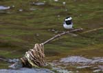 Pied Wagtail Old Manor Bridge