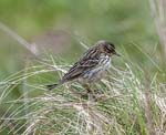 Meadow Pipit Scourie