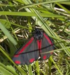 Cinnabar Moth Lochranza
