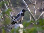 Hooded Crow Lochranza