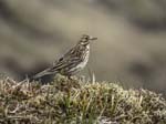 Meadow Pipit Nen Nuis