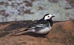 Pied Wagtail Corrie