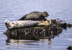 Common Seals Lochranza