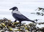 Hooded Crow Loch Long