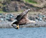 White - tailed Eagle Loch na Keal