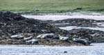 Common Seal Loch na Keal