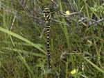 Golden-ringed Dragonfly Kenmore