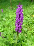 Early Purple Orchid Dunvegan Castle