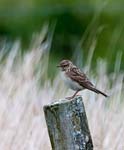 Spotted Flycatcher Callanish