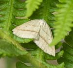 Brown Silver-line Moth