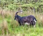 Feral Goat Invershiel