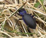 Violet Ground Beetle, Sgùrr na Sgine, Glen Shiel