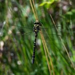 Golden-ringed Dragonfly Glasdrum NNR Appin